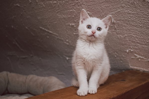 Dieses Bild hat ein leeres Alt-Attribut. Der Dateiname ist IMG_9026-600x400.jpg