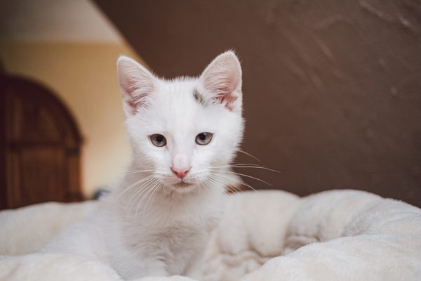 Dieses Bild hat ein leeres Alt-Attribut. Der Dateiname ist IMG_9032-600x400.jpg